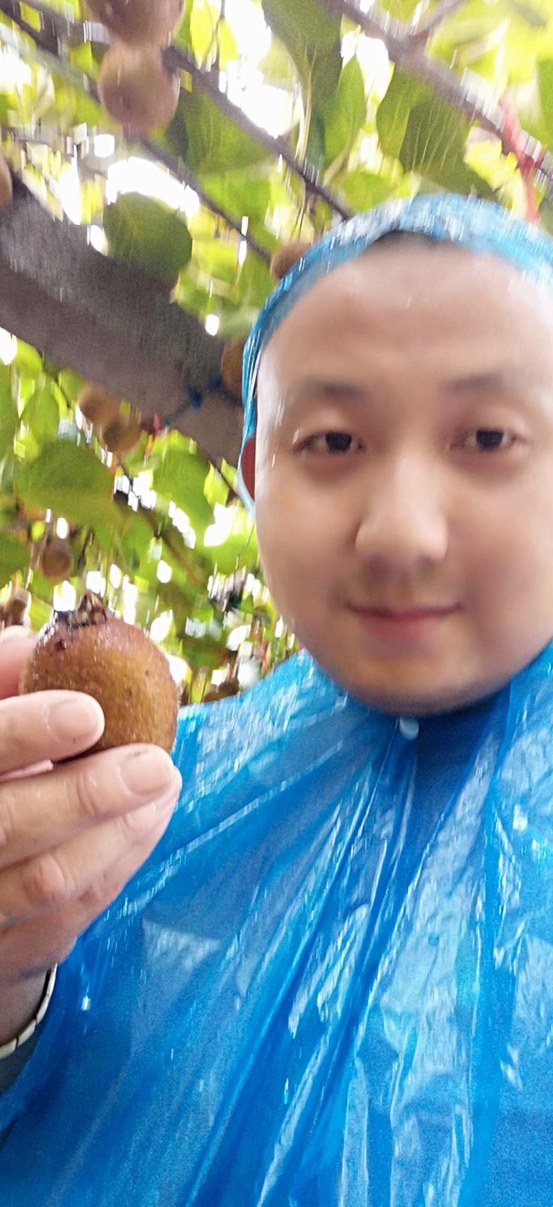猕猴桃优生区，眉县徐香猕猴桃