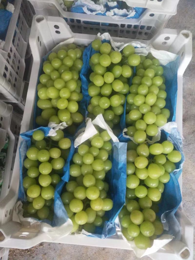 阳光玫瑰葡萄，品质好，颗粒饱满，果粒大，糖度高，货源充足