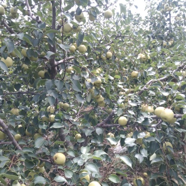 陕西乾县酥梨，皮薄核小无渣果面光滑漂亮甜度特高。