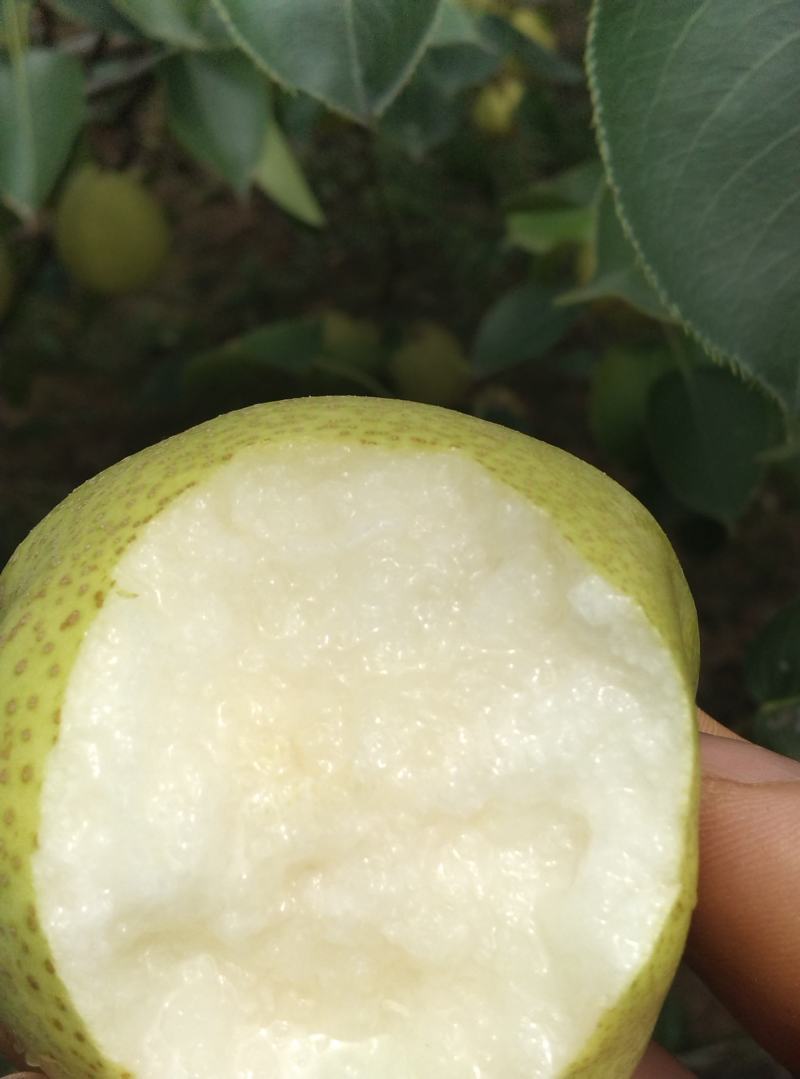 陕西乾县酥梨，皮薄核小无渣果面光滑漂亮甜度特高。