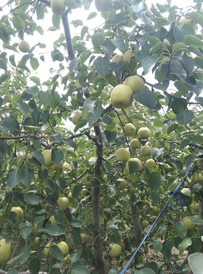 陕西乾县酥梨，皮薄核小无渣果面光滑漂亮甜度特高。