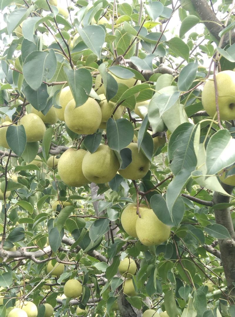 陕西乾县酥梨，皮薄核小无渣果面光滑漂亮甜度特高。
