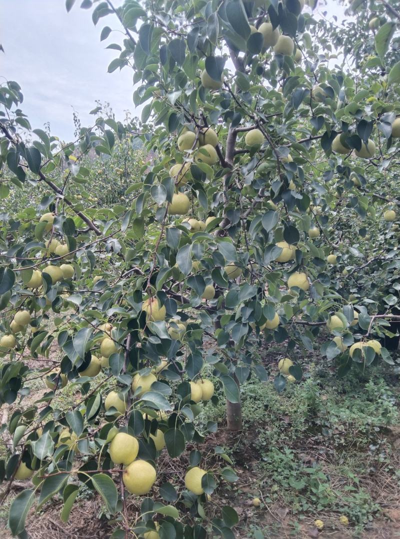 陕西乾县酥梨，皮薄核小无渣果面光滑漂亮甜度特高。