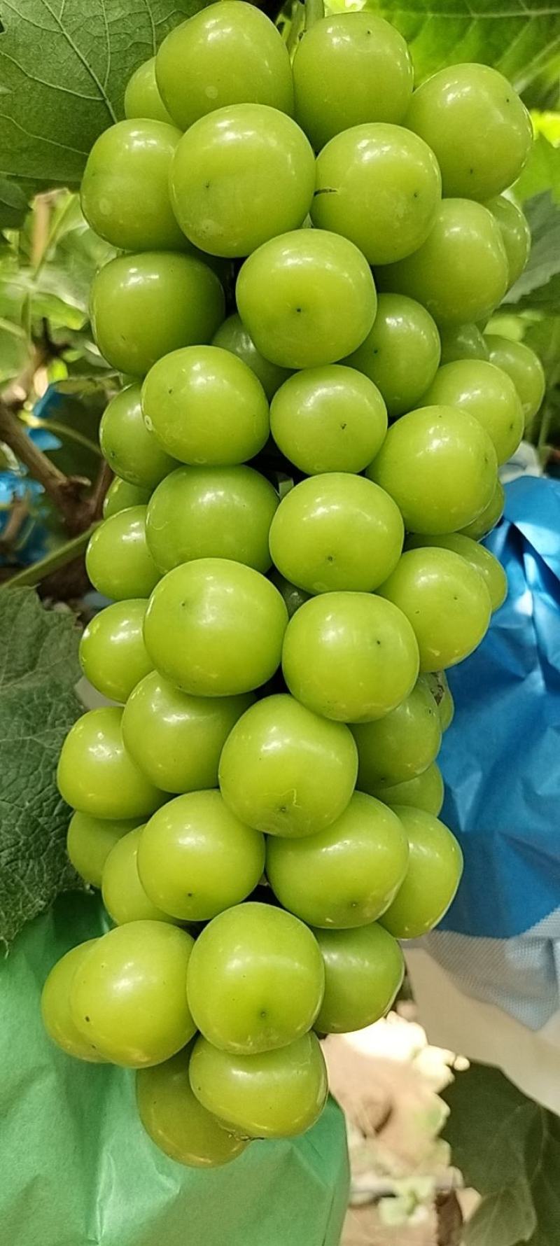 晴王大量上市要的老板速度联系我雨棚大量现货