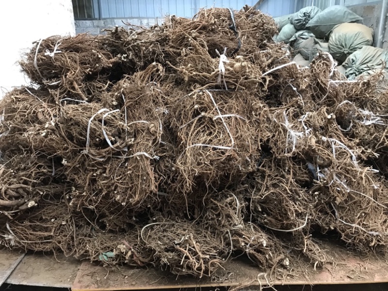 大量供应山豆根，山地干货，现货5吨，可大量供应！