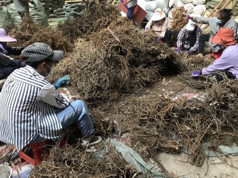 大量供应山豆根，山地干货，现货5吨，可大量供应！