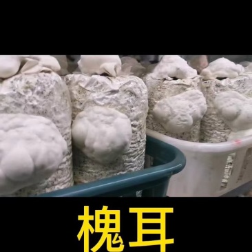 本厂生产金耳菌槐耳各种食用菌，量大价格优源头厂家