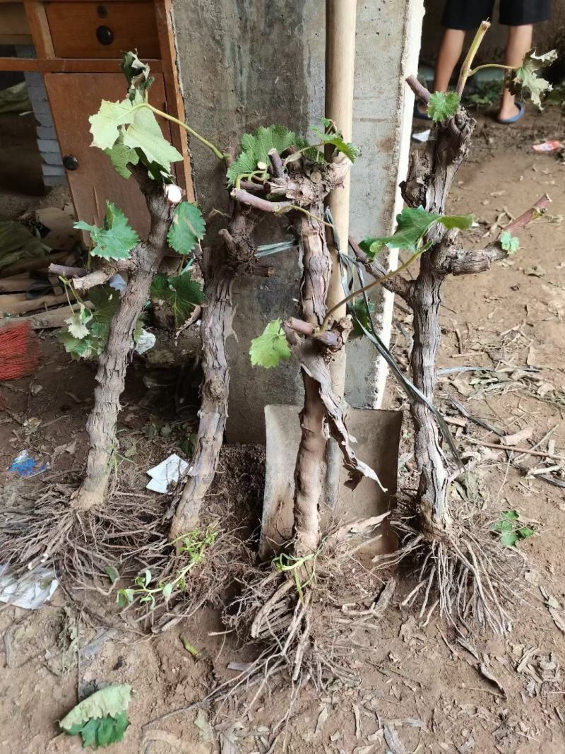 占地淘宝葡萄树
