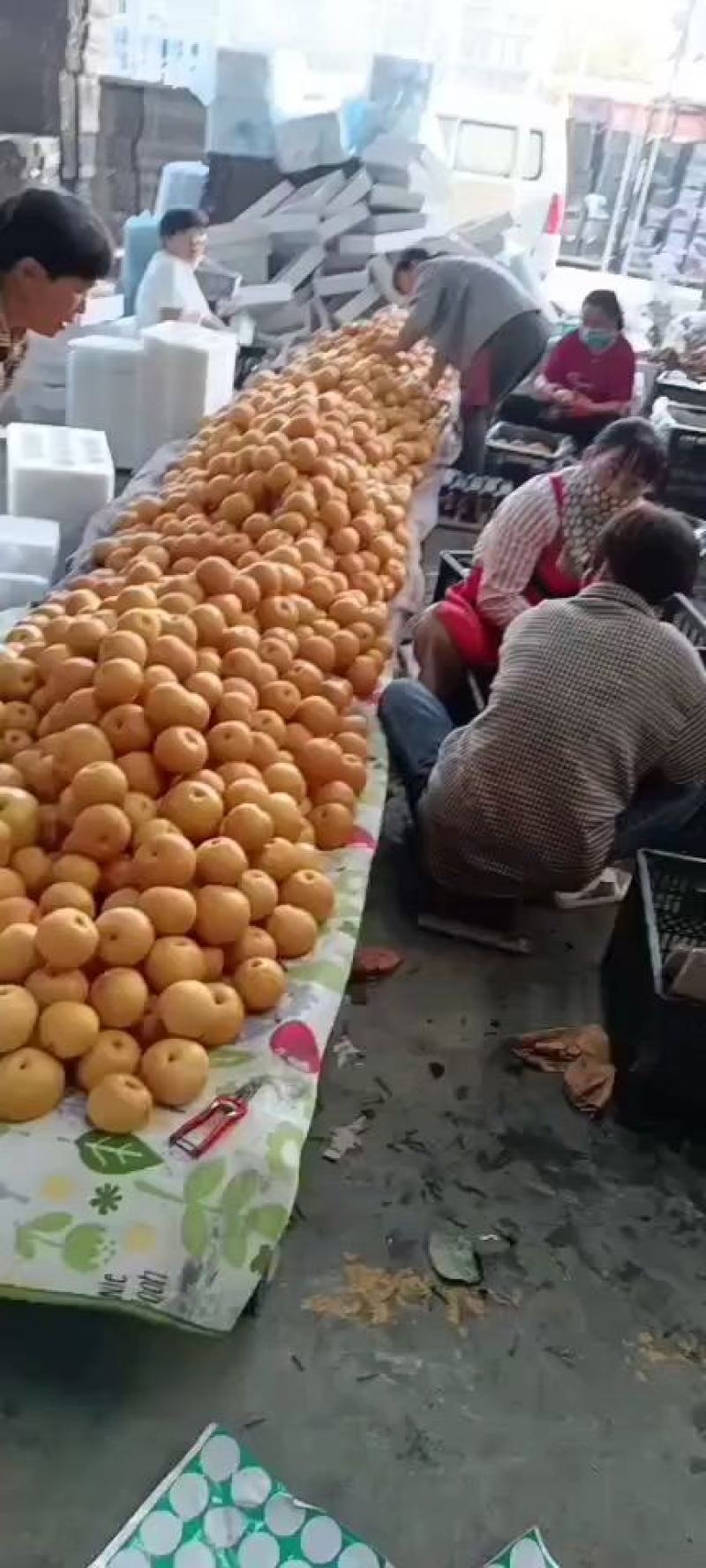 精品秋月梨，果面干净，口感脆甜，货源充足！保质保量！