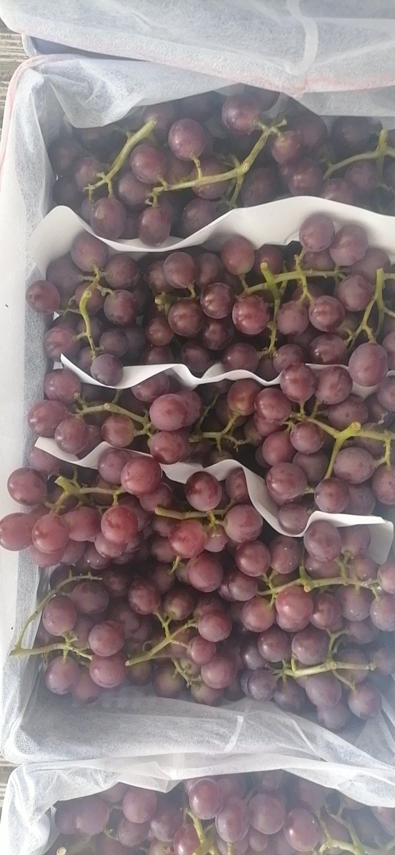 巨峰葡萄大量上市，有需要的老板，请与我联系，