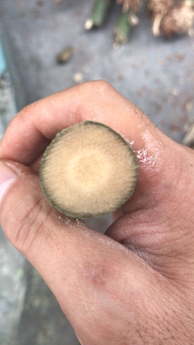 实心竹