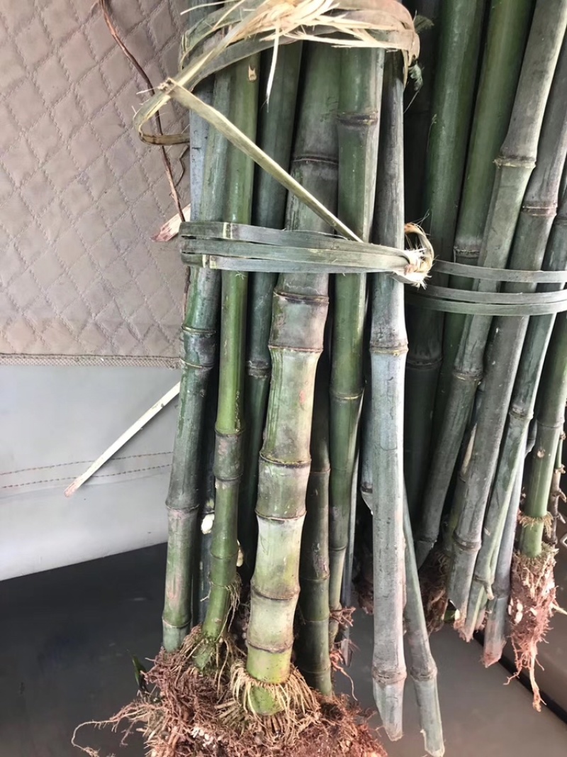 实心竹竹竹竹竹竹