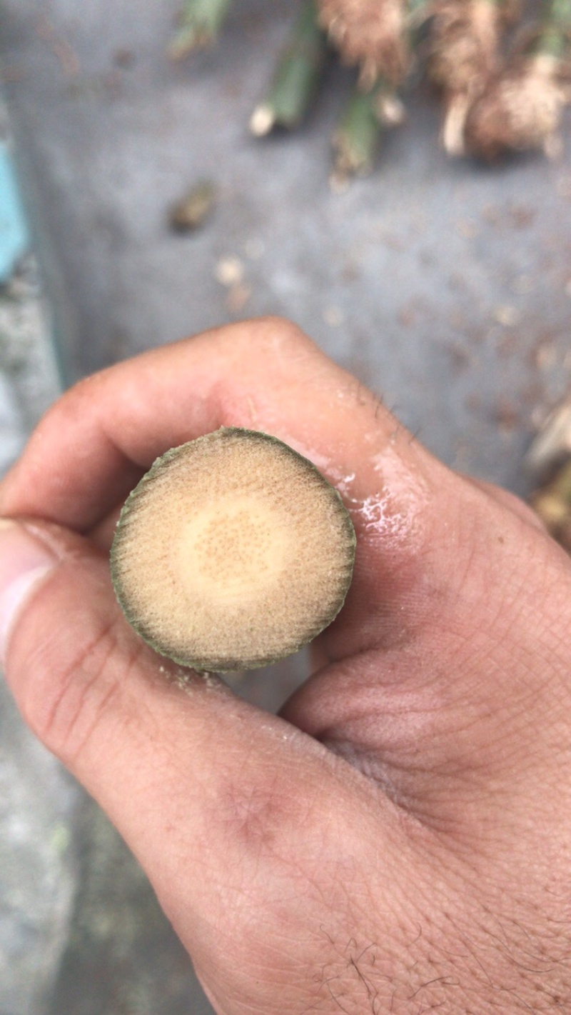 实心竹竹竹竹竹竹