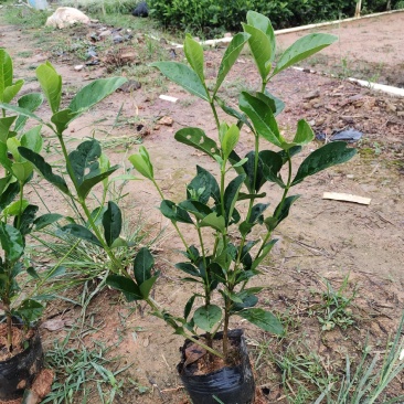 栀子花，品质优良，价格优惠，诚信经营，欢迎来电，