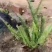 栀子花，品质优良，价格优惠，诚信经营，欢迎来电，