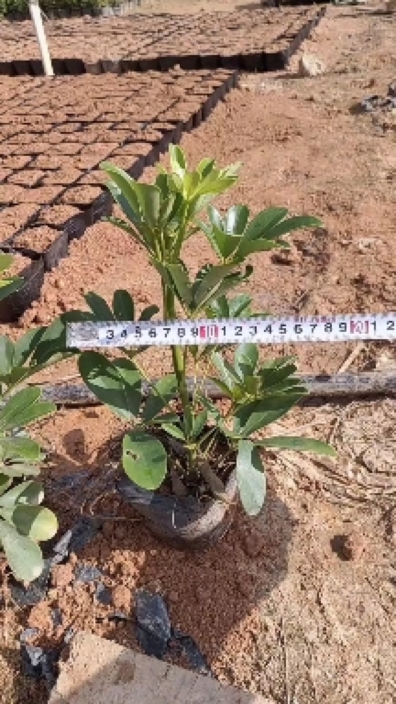 栀子花，品质优良，价格优惠，诚信经营，欢迎来电，