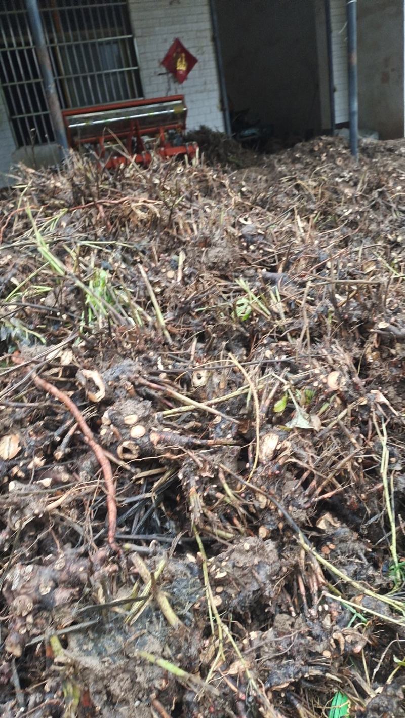 出售白芍芽，回售白芍