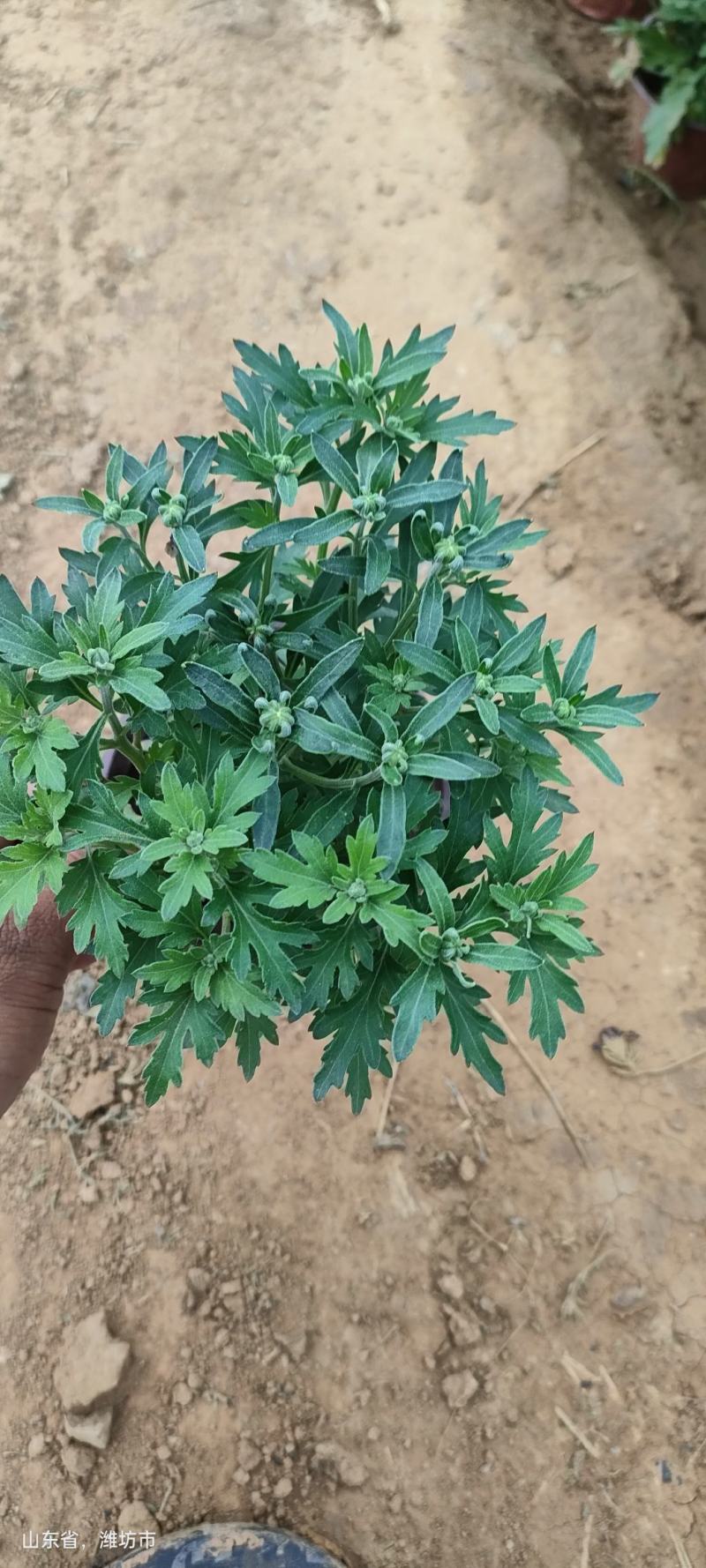 国庆菊，基地大量有货，货源充足价格稳定。保质保量