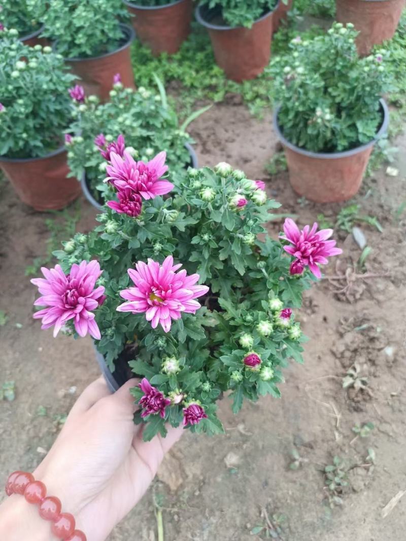 国庆菊，基地大量有货，货源充足价格稳定。保质保量