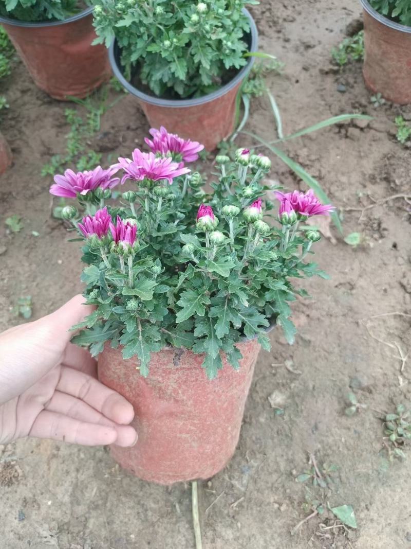 国庆菊，基地大量有货，货源充足价格稳定。保质保量