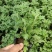 国庆菊，基地大量有货，货源充足价格稳定。保质保量