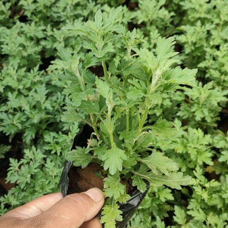 国庆菊，基地大量有货，货源充足价格稳定。保质保量