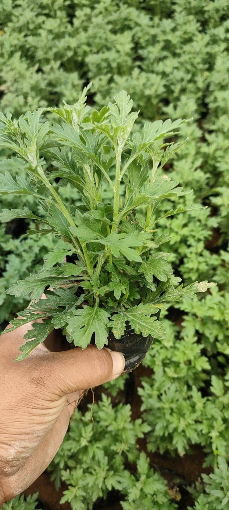 国庆菊，基地大量有货，货源充足价格稳定。保质保量