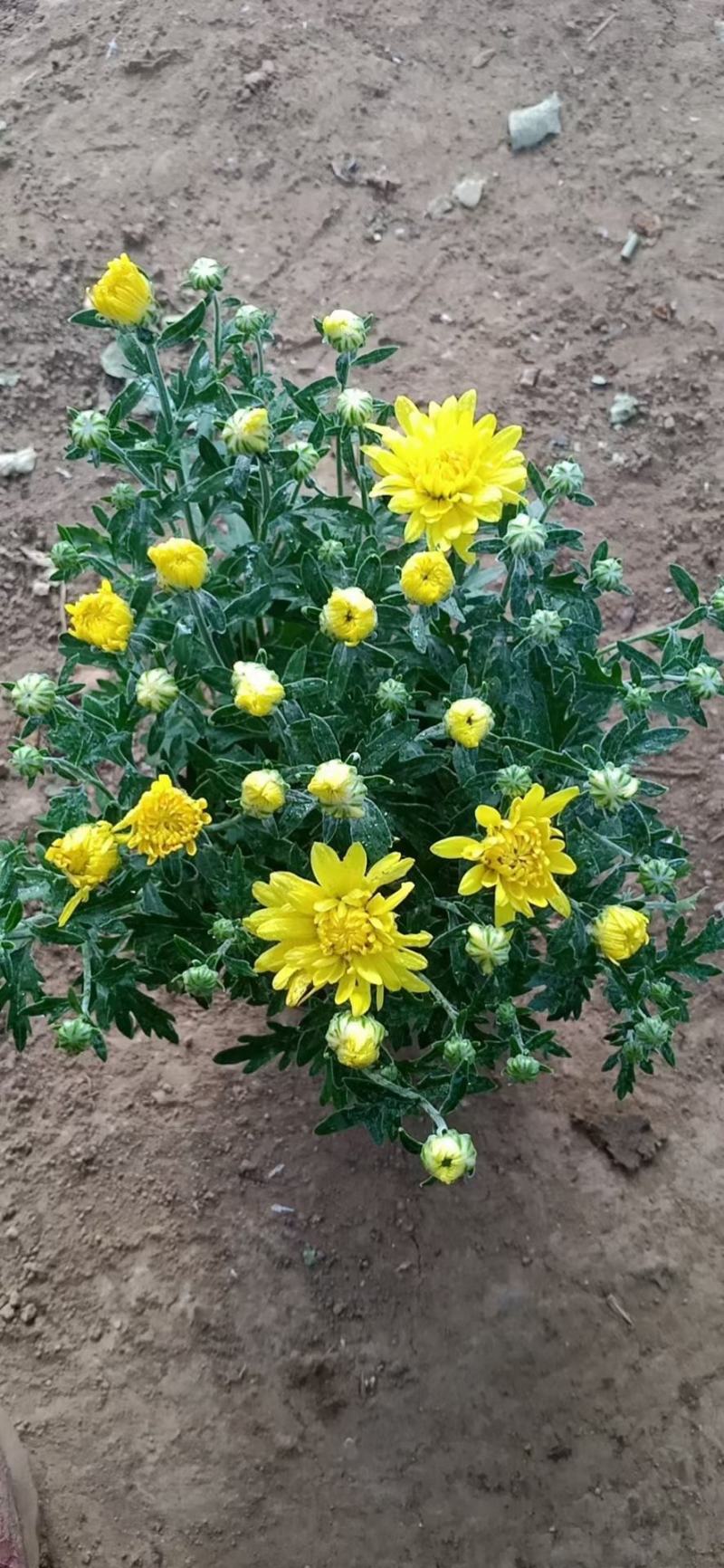 国庆菊，基地大量有货，货源充足价格稳定。保质保量