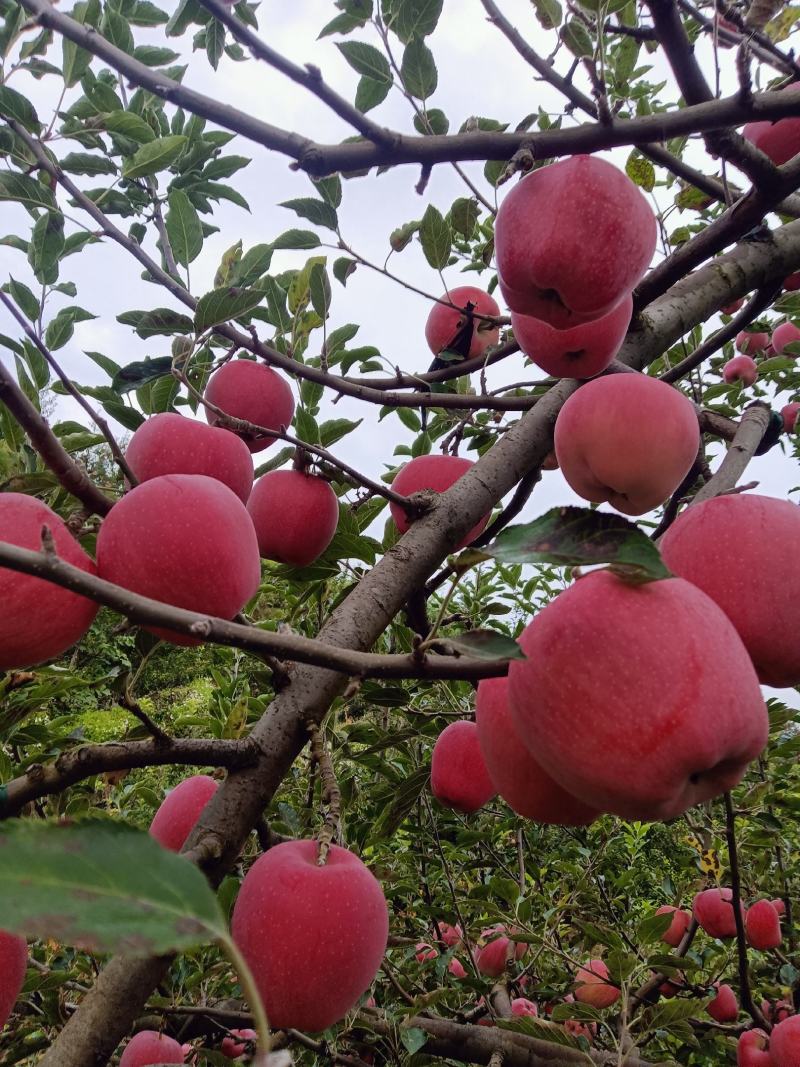 甘肃省天水套袋红花牛苹果大量上市