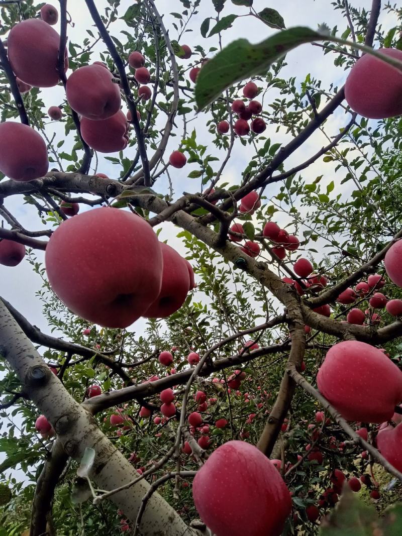 甘肃省天水套袋红花牛苹果大量上市