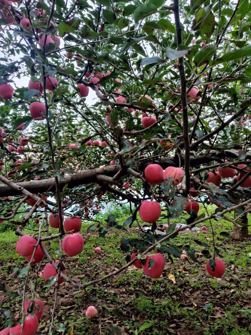 甘肃省天水套袋红花牛苹果大量上市