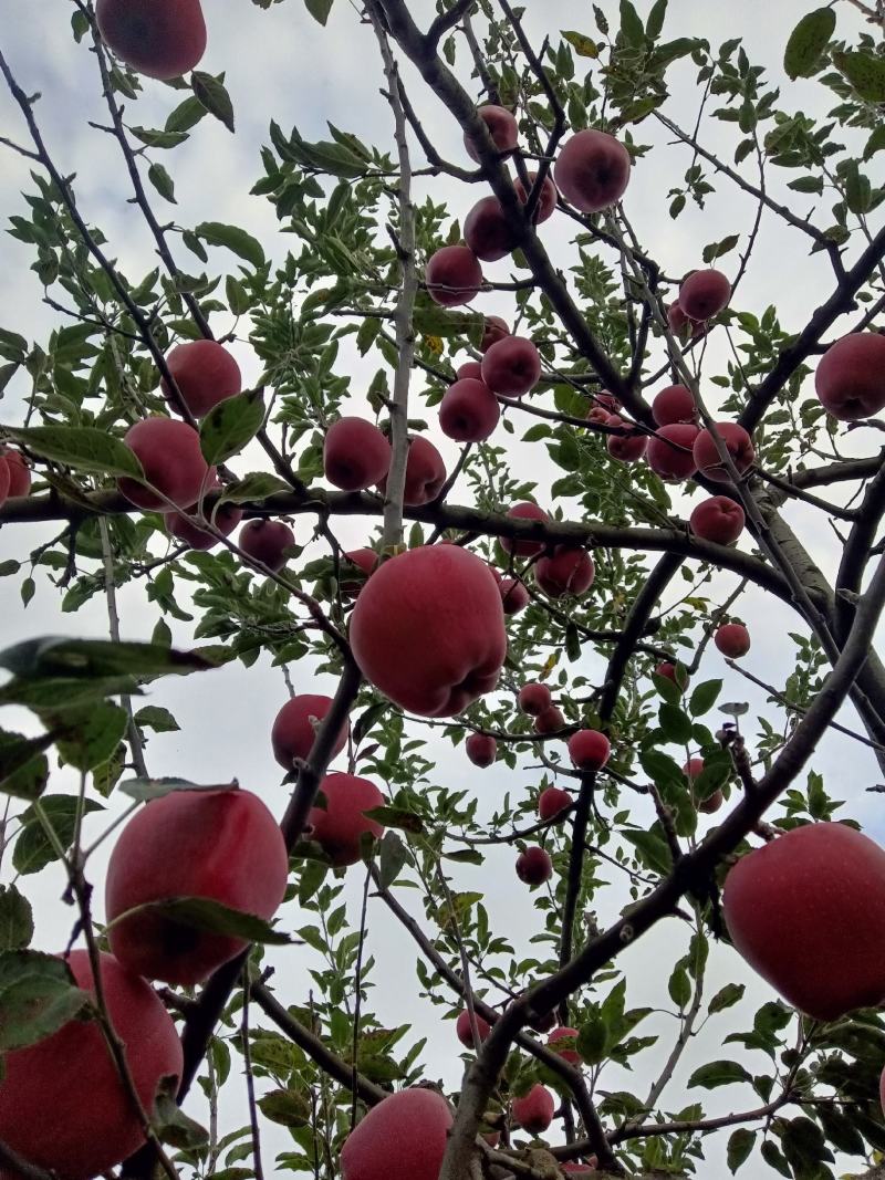 甘肃省天水套袋红花牛苹果大量上市