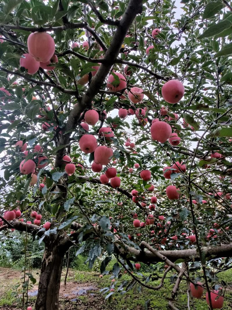 甘肃省天水套袋红花牛苹果大量上市