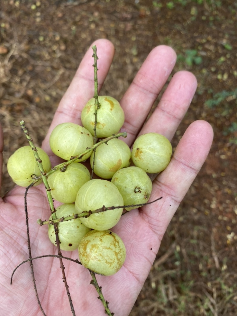 广西平南县8月份油甘果，牛柑果大量上市产地直供