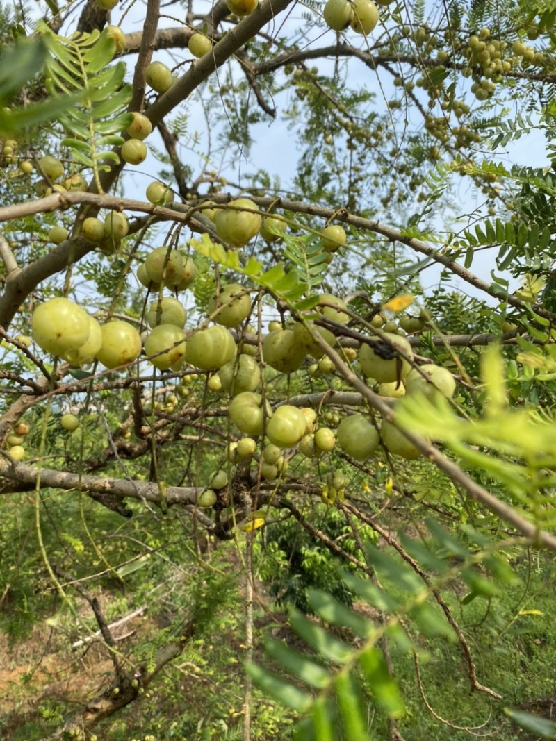 广西平南县8月份油甘果，牛柑果大量上市产地直供