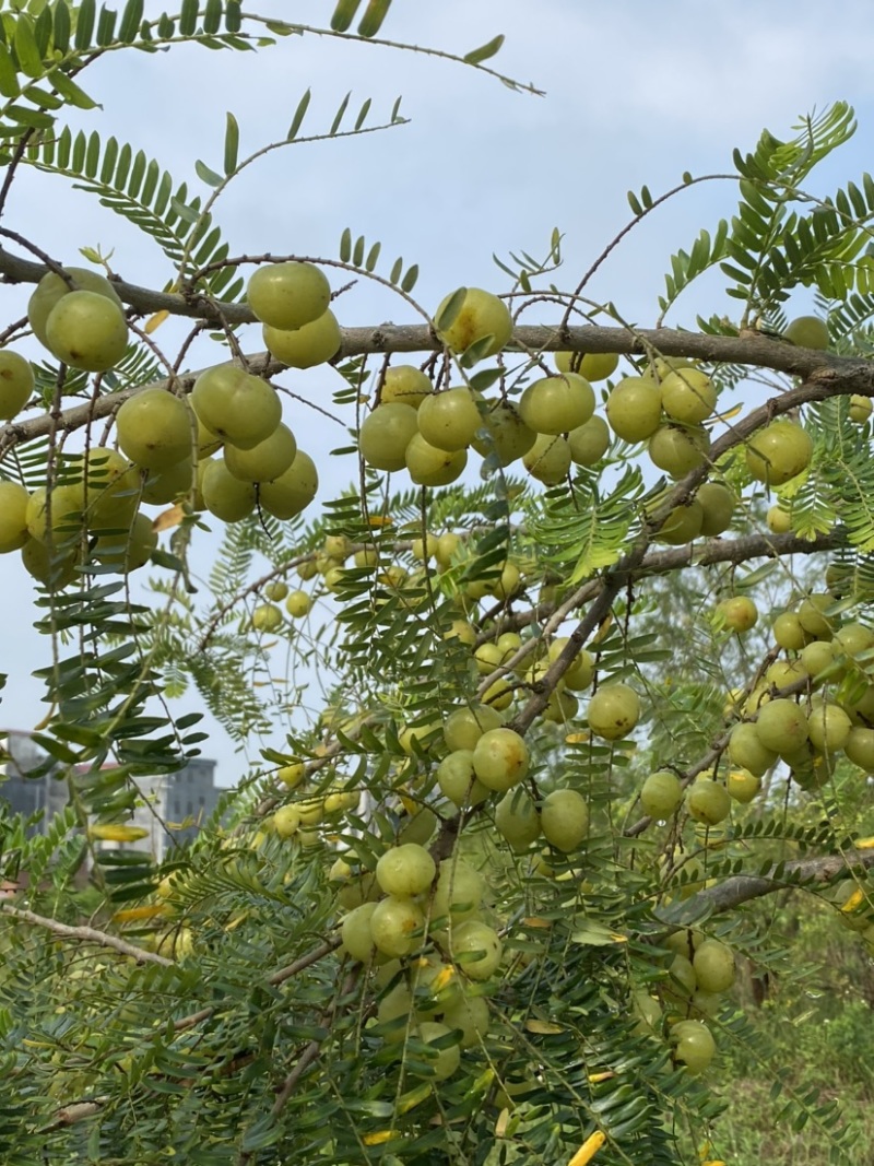 广西平南县8月份油甘果，牛柑果大量上市产地直供