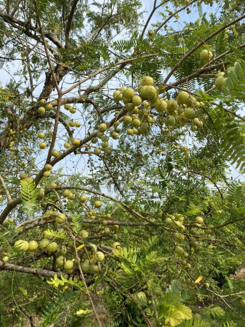 广西平南县8月份油甘果，牛柑果大量上市产地直供