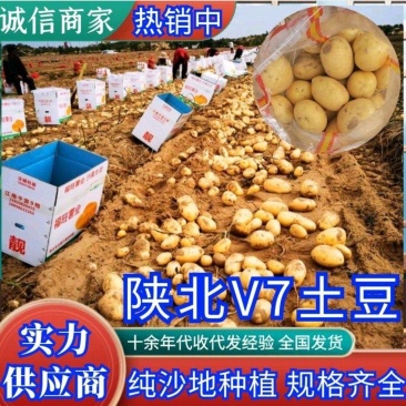 陕北榆林纯沙地V7大货中货大量供应中,代收代发代存