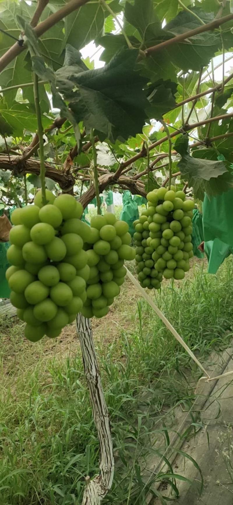 陕西大荔阳光玫瑰大量上市（视频可看）