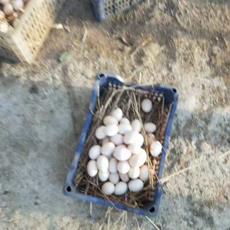 山鸡蛋