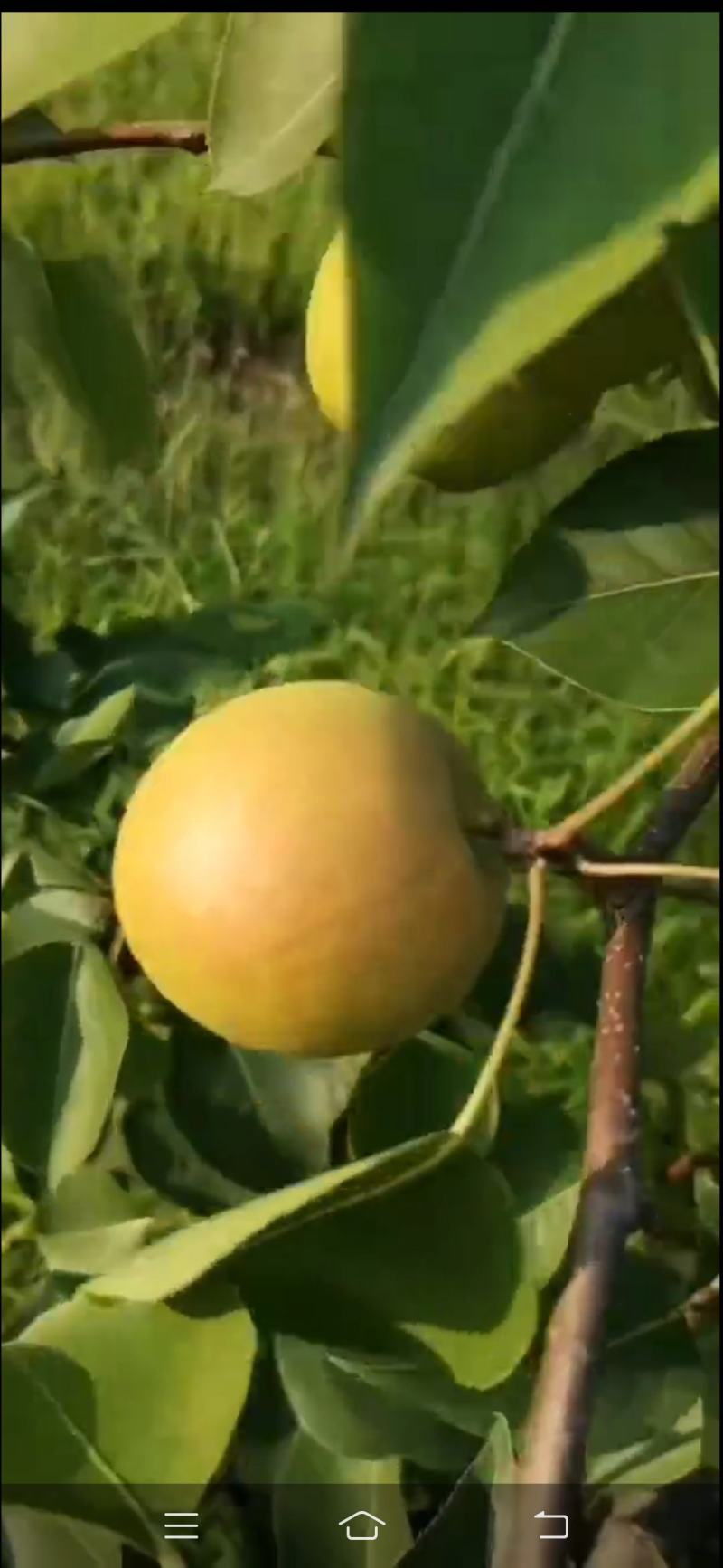 南果梨