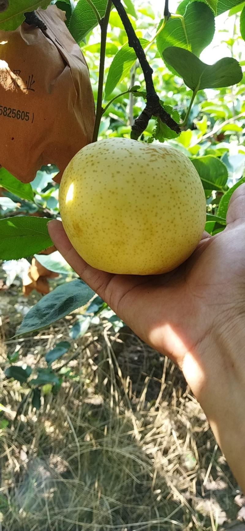 黄金梨大量上市，口感好，品质好，喜欢的老板可以联系我