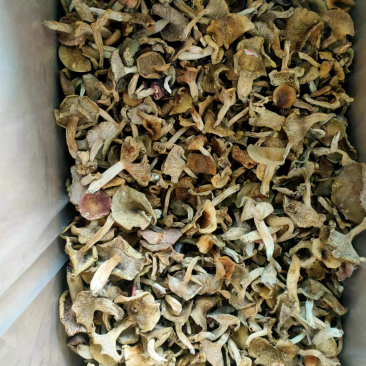 梨菇