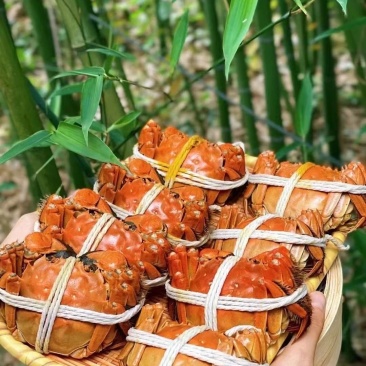 大闸蟹