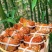 大闸蟹