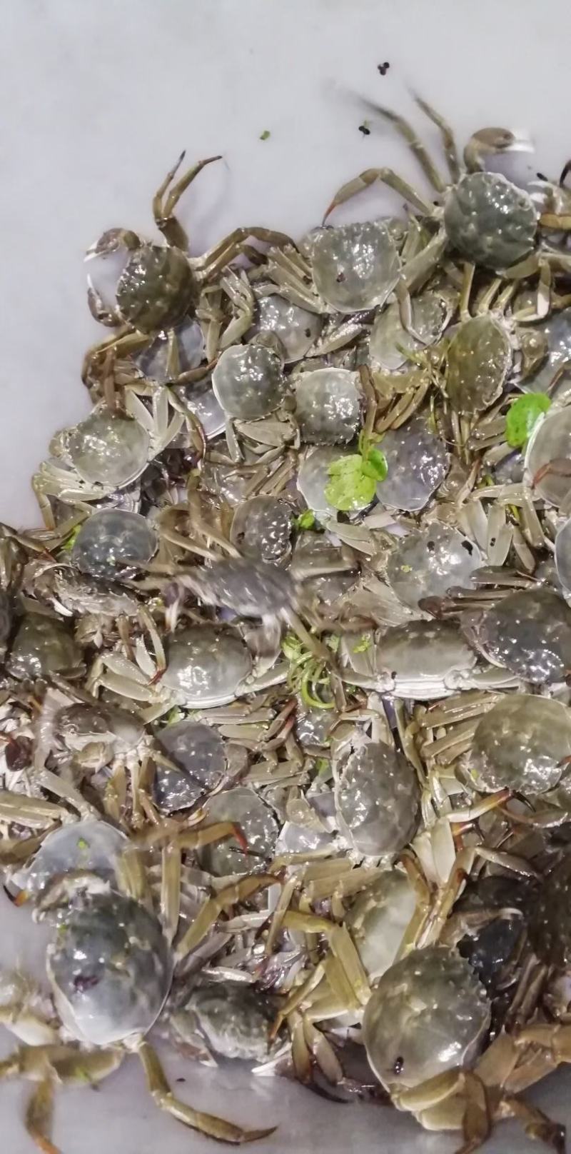 大闸蟹