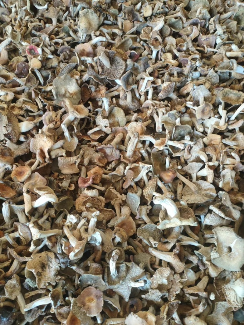 梨菇