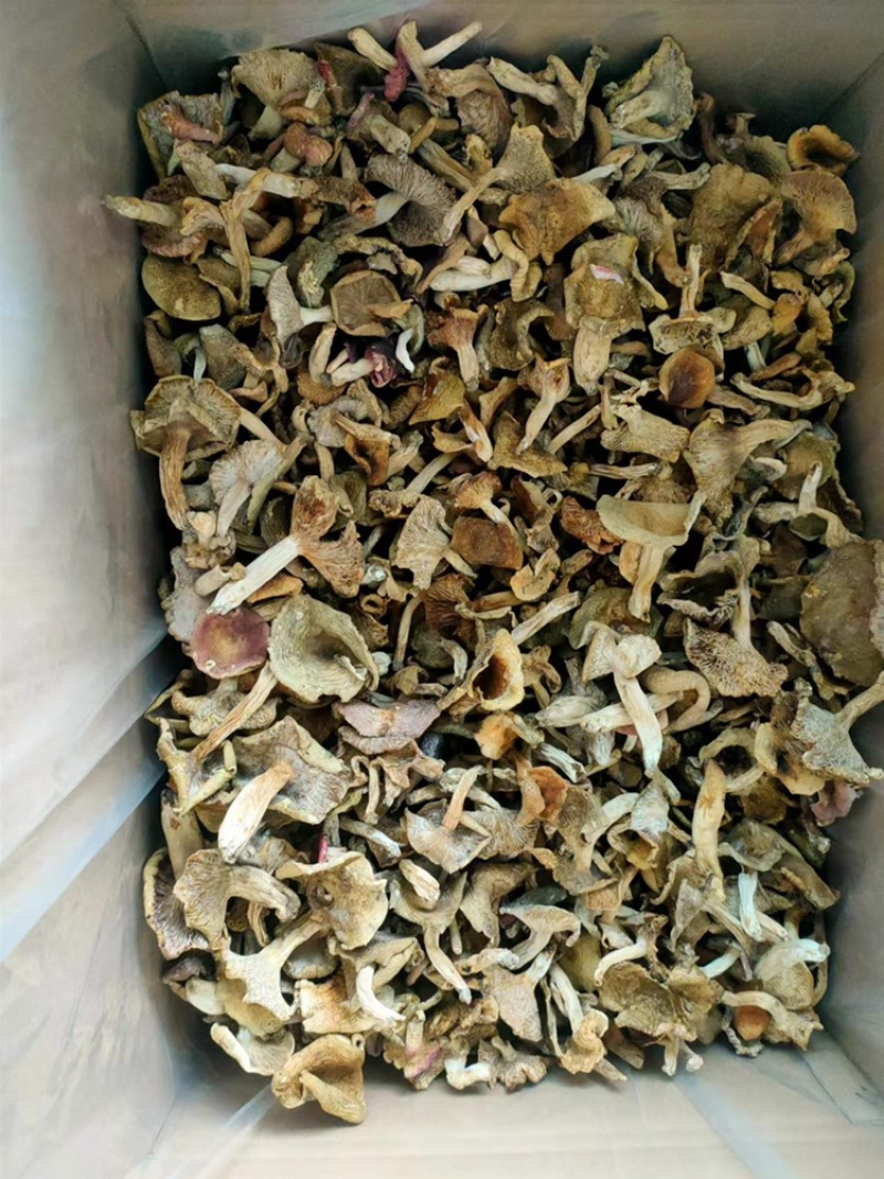 梨菇