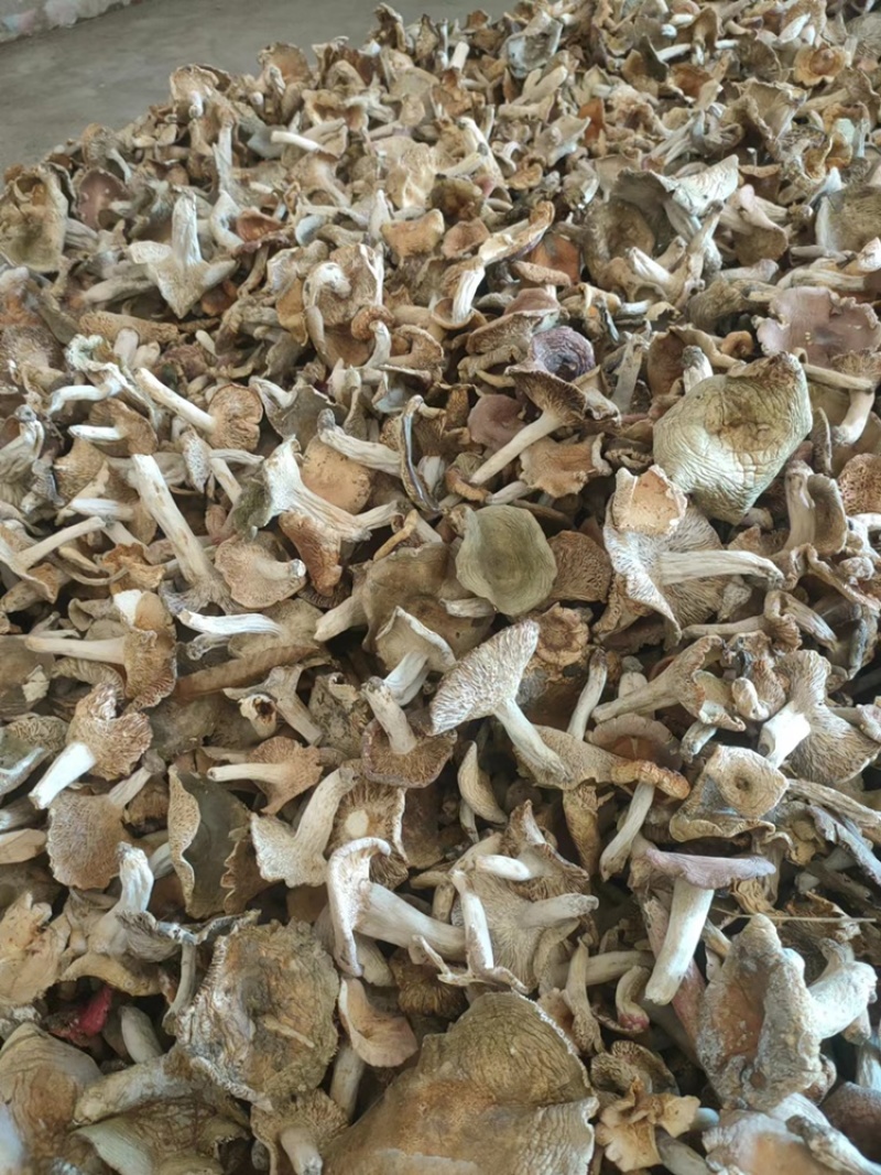 梨菇