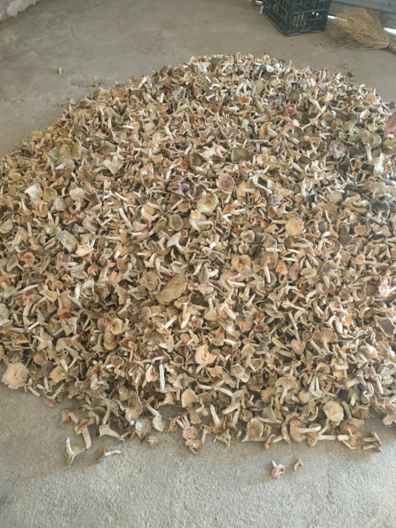 梨菇